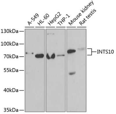 Western Blot: INTS10 AntibodyBSA Free [NBP3-05045]