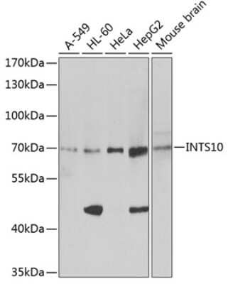 Western Blot: INTS10 AntibodyBSA Free [NBP3-05046]