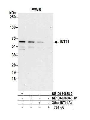 Immunoprecipitation: INTS11 Antibody [NB100-60638]