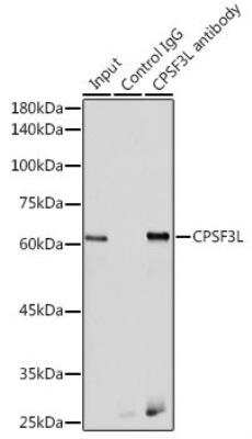 Immunoprecipitation: INTS11 Antibody - BSA Free [NBP3-03680]