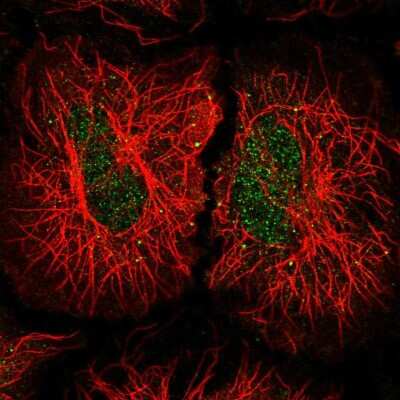 Immunocytochemistry/ Immunofluorescence: INTS5 Antibody [NBP2-47416]