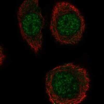 Immunocytochemistry/ Immunofluorescence: INTS5 Antibody [NBP3-17872]