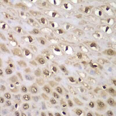 Immunohistochemistry-Paraffin: INTS5 Antibody - BSA Free [NBP3-04515]