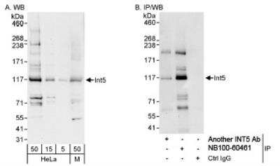 Western Blot: INTS5 Antibody [NB100-60461]