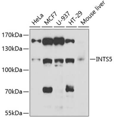 Western Blot: INTS5 AntibodyBSA Free [NBP3-04514]