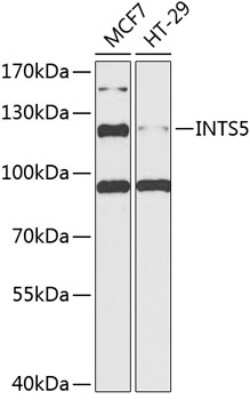 Western Blot: INTS5 AntibodyBSA Free [NBP3-04515]