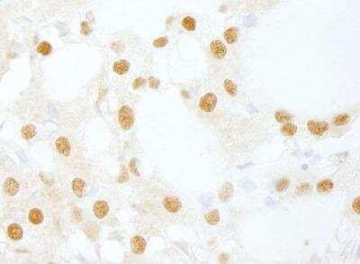Immunohistochemistry-Paraffin: INTS6 Antibody [NB100-86990]