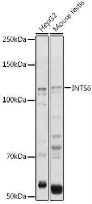 Western Blot: INTS6 AntibodyBSA Free [NBP3-04624]