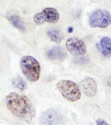 Immunohistochemistry: INTS8 Antibody [NB100-459]