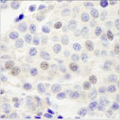 Immunohistochemistry-Paraffin: INTS8 Antibody [NB100-459]