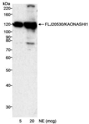 Western Blot: INTS8 Antibody [NB100-459]