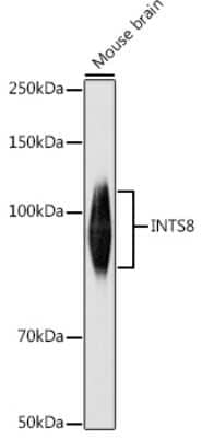 Western Blot: INTS8 AntibodyAzide and BSA Free [NBP3-16033]