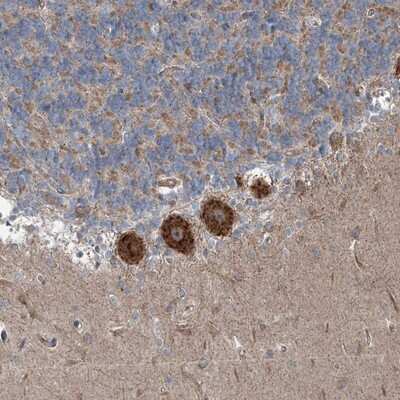 Immunohistochemistry-Paraffin: INTU Antibody [NBP1-81420]