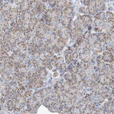 Immunohistochemistry-Paraffin: INTU Antibody [NBP2-48663]