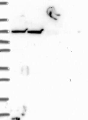 Western Blot: INTU Antibody [NBP3-17265]