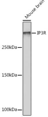 Western Blot: IP3R1 Antibody (4Z1B6) [NBP3-16414]