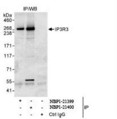 Immunoprecipitation: IP3R3 Antibody [NBP1-21399]