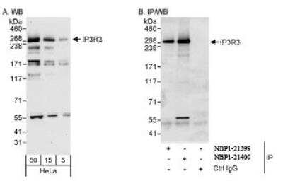 Western Blot: IP3R3 Antibody [NBP1-21400]