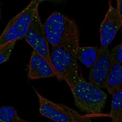 Immunocytochemistry/ Immunofluorescence: IPCEF1 Antibody [NBP2-68603]