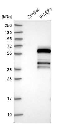 Western Blot: IPCEF1 Antibody [NBP1-83010]