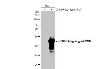 Western Blot: IPMK Antibody [NBP1-32250]