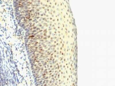 Immunohistochemistry-Paraffin: IPO-38 Antibody (SPM515) [NBP2-45206]