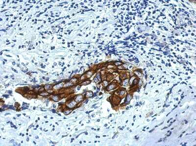 Immunohistochemistry-Paraffin: IPP Antibody [NBP2-16984]