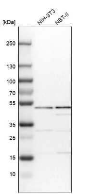 Western Blot: IPPK Antibody [NBP1-86712]