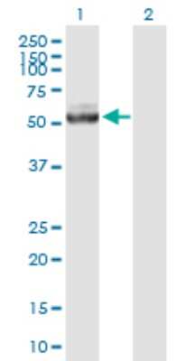 Western Blot: IQCB1 Antibody [H00009657-B01P]