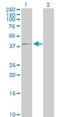 Western Blot: IQCD Antibody [H00115811-B01P]