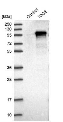 Western Blot: IQCE Antibody [NBP1-81447]