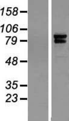 Western Blot: IQCE Overexpression Lysate [NBP2-05349]