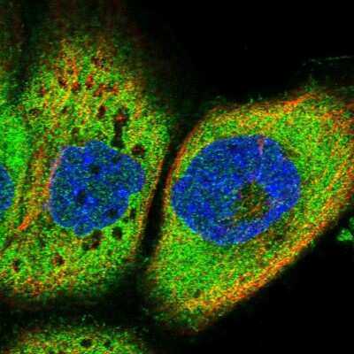 Immunocytochemistry/ Immunofluorescence: IQCH Antibody [NBP1-82300]