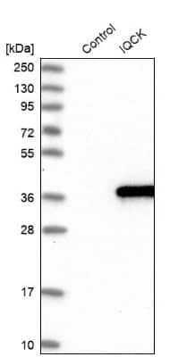 Western Blot: IQCK Antibody [NBP1-83486]