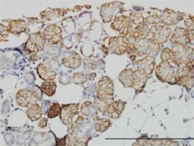 Immunohistochemistry-Paraffin: IQGAP1 Antibody (2C5) [H00008826-M01]