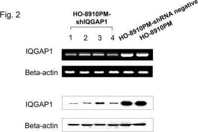 Knockdown Validated: IQGAP1 Antibody (2C5) [H00008826-M01]