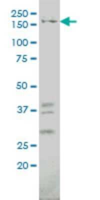 Western Blot: IQGAP1 Antibody (2C5) [H00008826-M01]