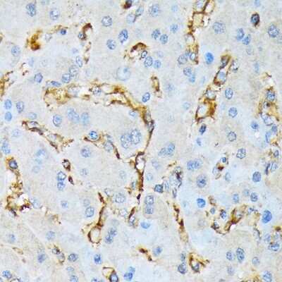 Immunohistochemistry-Paraffin: IQGAP1 Antibody (7I6X1) [NBP3-16879]