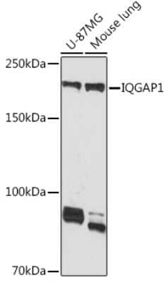 Western Blot: IQGAP1 Antibody (7I6X1) [NBP3-16879]