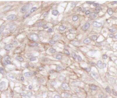 Immunohistochemistry-Paraffin: IQGAP1 Antibody [NBP1-06529]