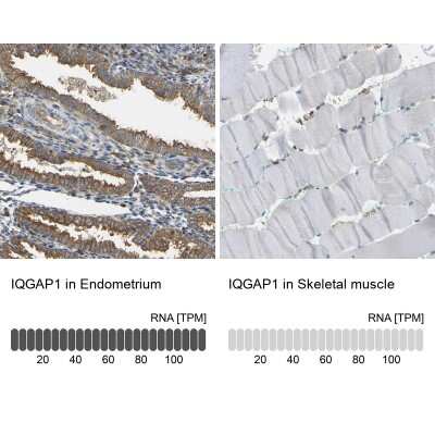 Immunohistochemistry-Paraffin: IQGAP1 Antibody [NBP1-83143]