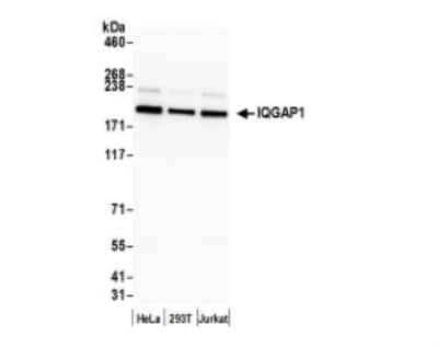 Western Blot: IQGAP1 Antibody [NBP1-06529]