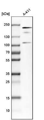 Western Blot: IQGAP1 Antibody [NBP1-83143]