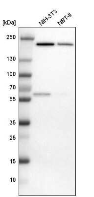 Western Blot: IQGAP1 Antibody [NBP1-83143]