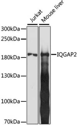 Western Blot: IQGAP2 AntibodyAzide and BSA Free [NBP3-04682]