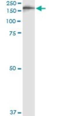 Immunoprecipitation: IQGAP3 Antibody (6E3) [H00128239-M01]