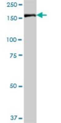 Western Blot: IQGAP3 Antibody [H00128239-B01P]