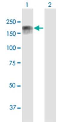 Western Blot: IQGAP3 Antibody [H00128239-B01P]