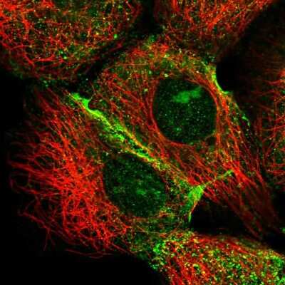 Immunocytochemistry/ Immunofluorescence: IQSEC1 Antibody [NBP1-81480]