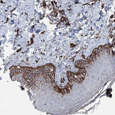 Immunohistochemistry-Paraffin: IQSEC1 Antibody [NBP1-81480]